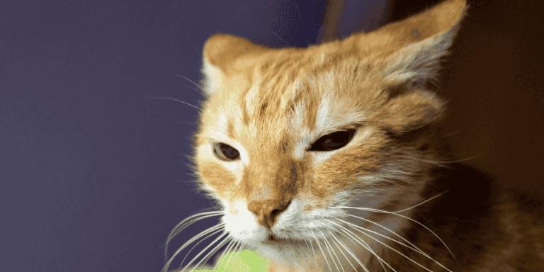 orange cat with ears folded back in irritation