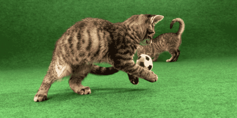 two tabby kittens playing with a cat size soccer ball on green astroturf