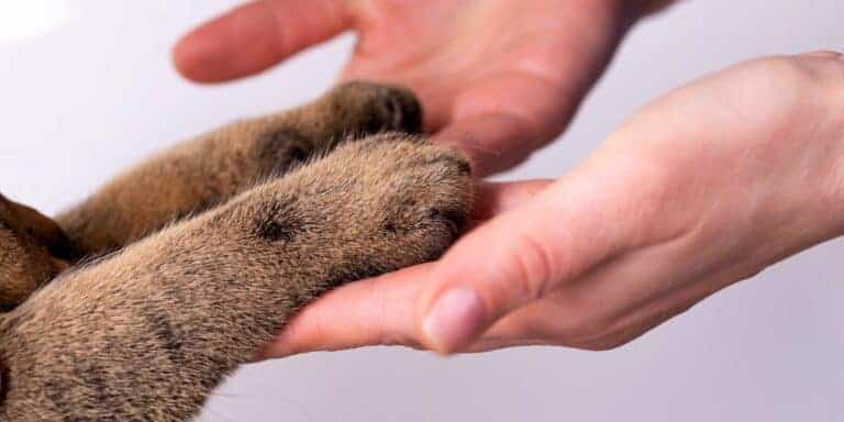 Why Don’t Cats Like Their Paws Touched?