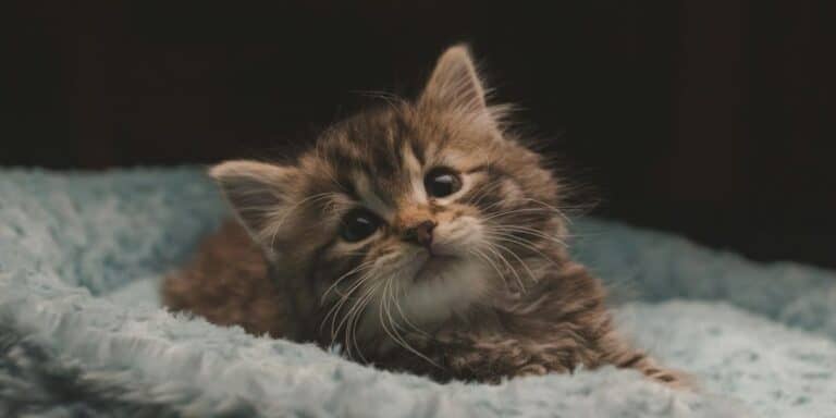 brown tabby kitten in white textile