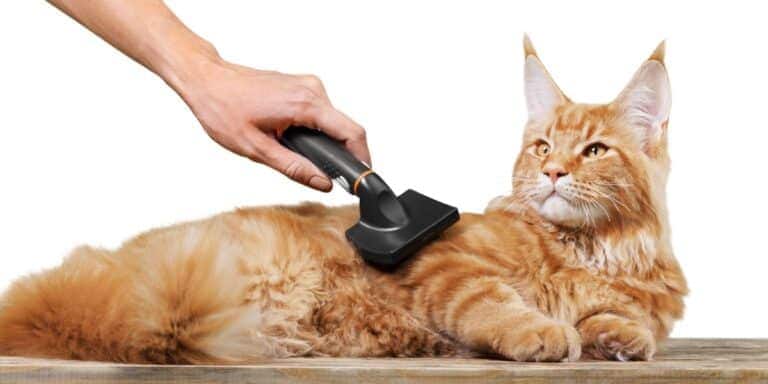 red maine coon getting brushed