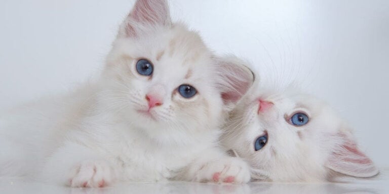 What Age is Best? The Case for Early Spay and Neuter
