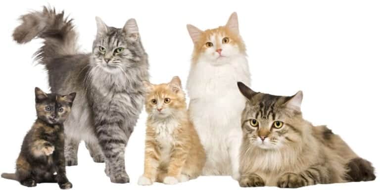 family of cats