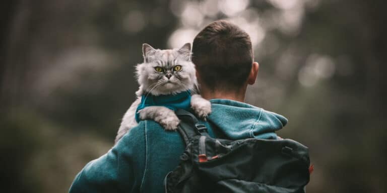 Hiking with Cats: Tips and Tricks for a Purr-fect Adventure