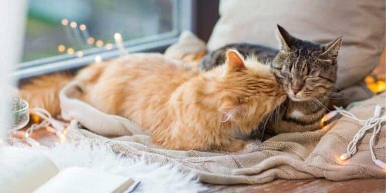 red cat headbutting a brown tabby cat