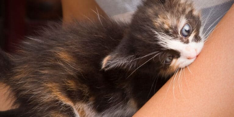 calico kitten biting a human arms