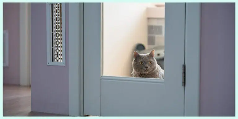 Stop Door Dashing Cats: 10 Simple Fixes to Cure the Bolters