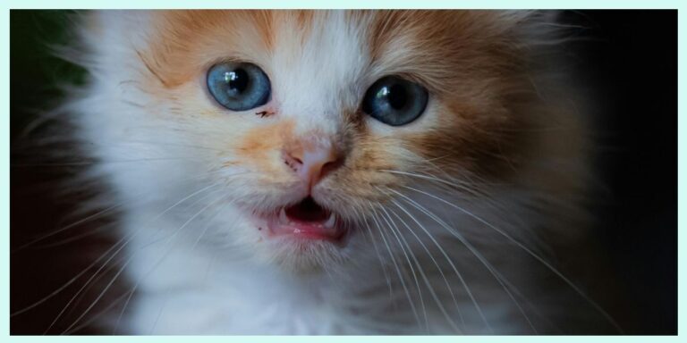 red and white kitten with slightly open mouth showing his kitten teeth
