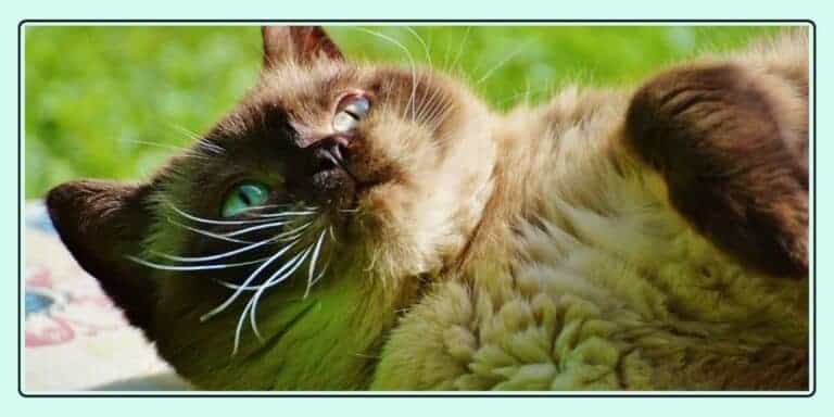 tonkinese cat rolling in the grass