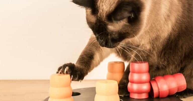 Siamese cat playing with a food puzzle for cognitive enrichment.
