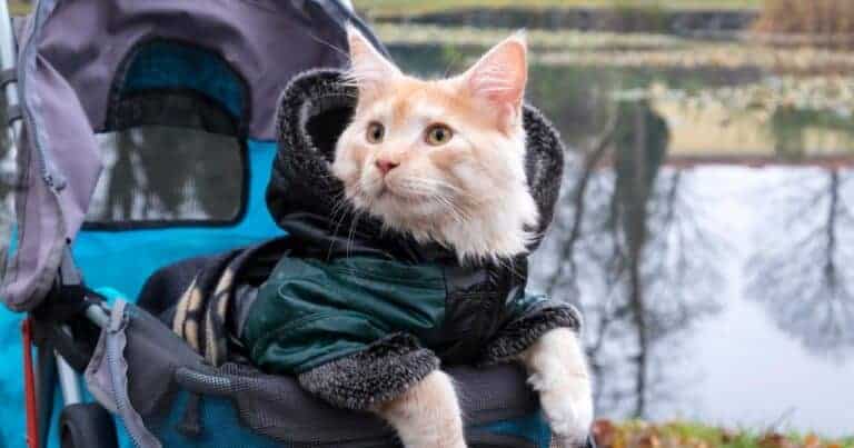 long haired cat wearing a coat in a pet stroller