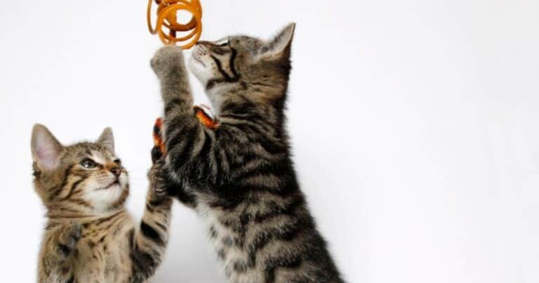a pair of tabby kittens trying to share a toy. Getting cats to share is one of the challenges of playing with multiple cats.
