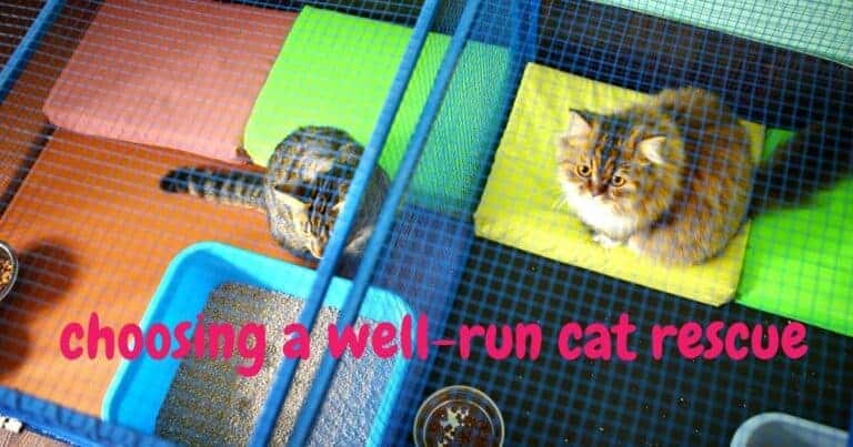 Two cats in a well-managed shelter room