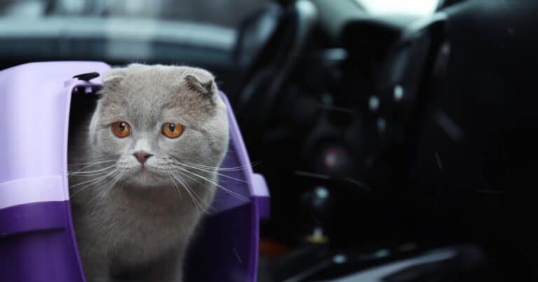 British blue shorthair cat in purple carrier keeping calm in the car.