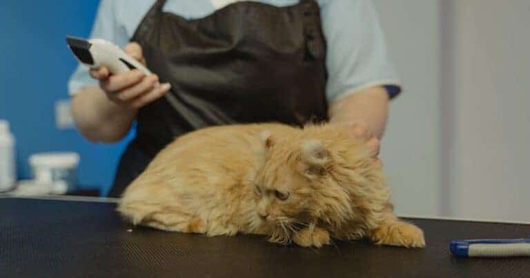 red fuzzy cat being groomed