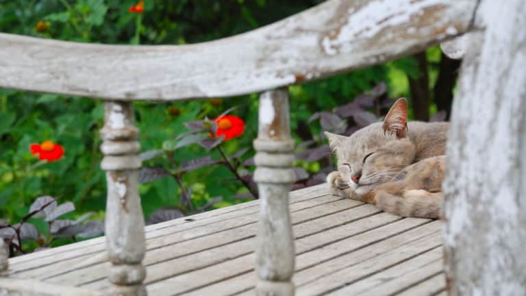 cat sleeping on a bench in garden of cat friendly plants