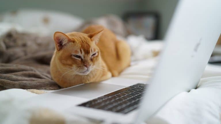 red cat with a laptop