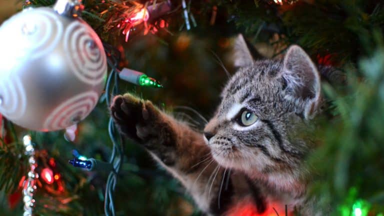 Chrismas Kitten should you give a pet as a gift