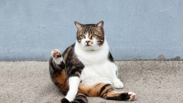 fat brown tabby and white cat needs to lose weight