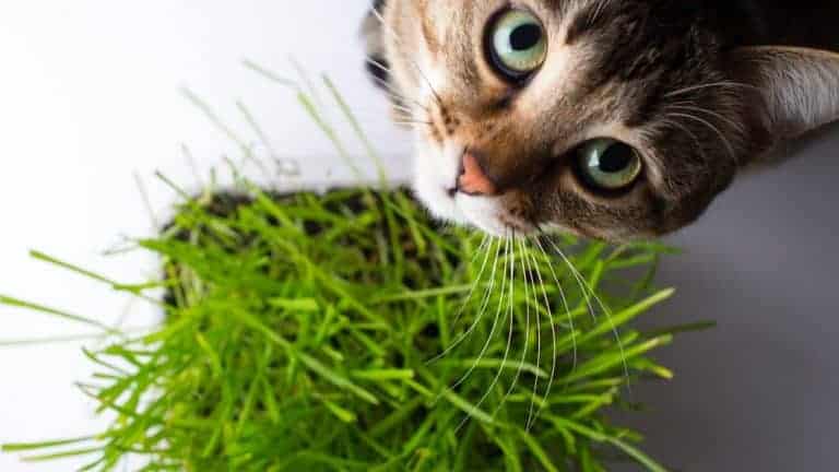 cat with a pot of cat grass, a cat-friendly herb
