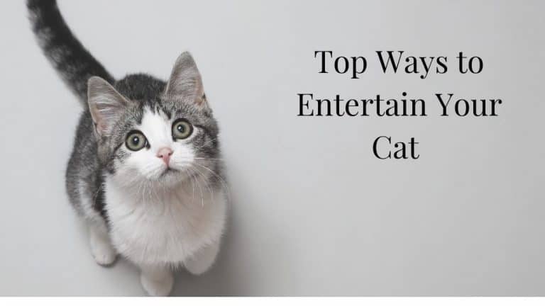 Grey tabby on help my cat is bored header