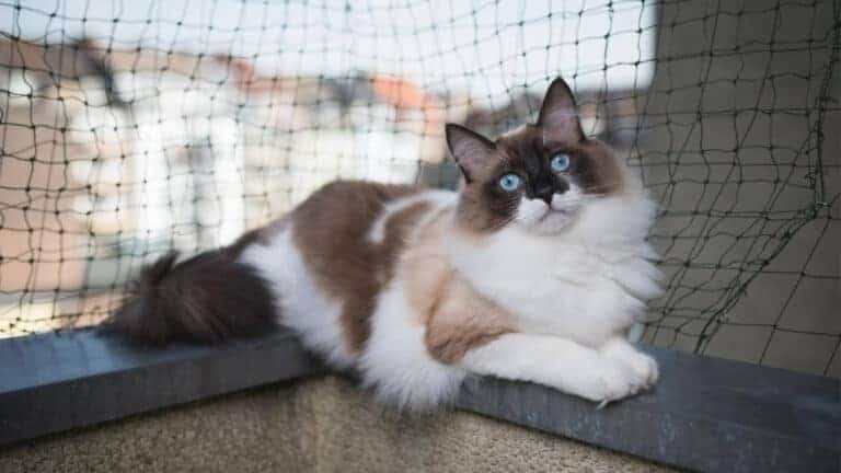 ragdoll cat on a fence in balcony wall