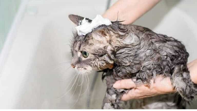 tabby cat being bathed with best cat shampoo