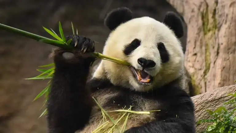 Panda Eating Bamboo in San Diego Zoo - Image Courtesy of TimesofSanDiego.com