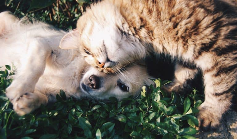a puppy and a cat cuddling