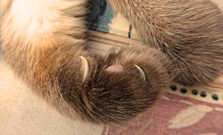 seal pointed cat paw with claws extended