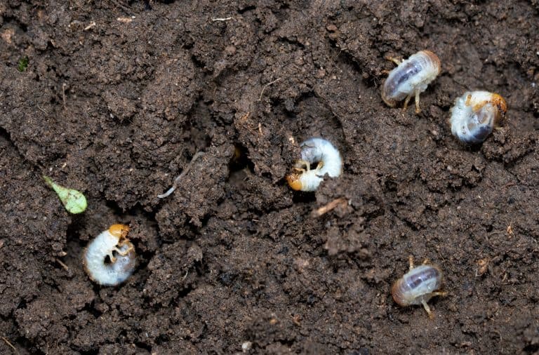 Chafer grubs can be controlled by nematodes applied by a watering can. The soil temperature must be at least 12 degrees Celsius.