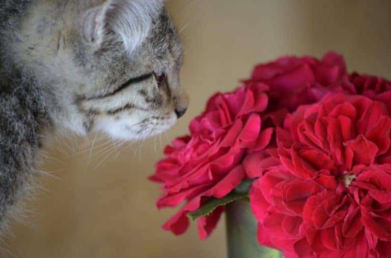 kitten with Valentines day flowers