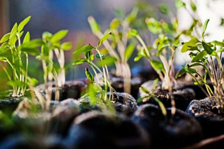 seedlings grown in coir pellets