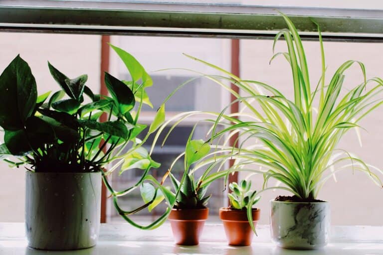 great plants to have in your home, house plants, easy to care for plants, indoor air quality, how plants help clean the air