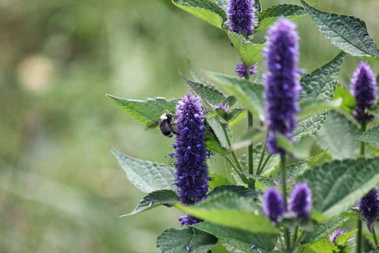 Organic Hyssop Herb
