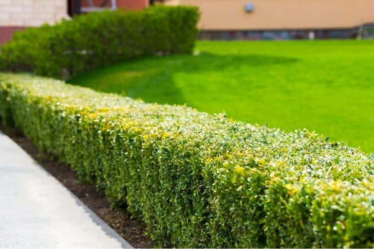 bushes to keep cars off grass