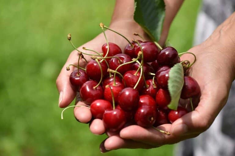 cherry pits in garbage disposal
