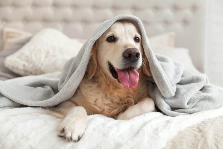 Photo of a golden retriever smiling under a blanket