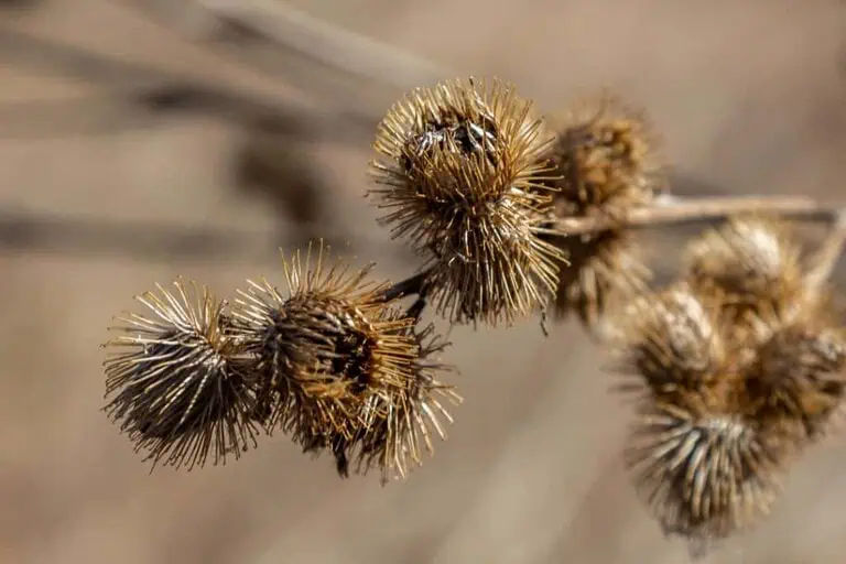 how to get burrs off you