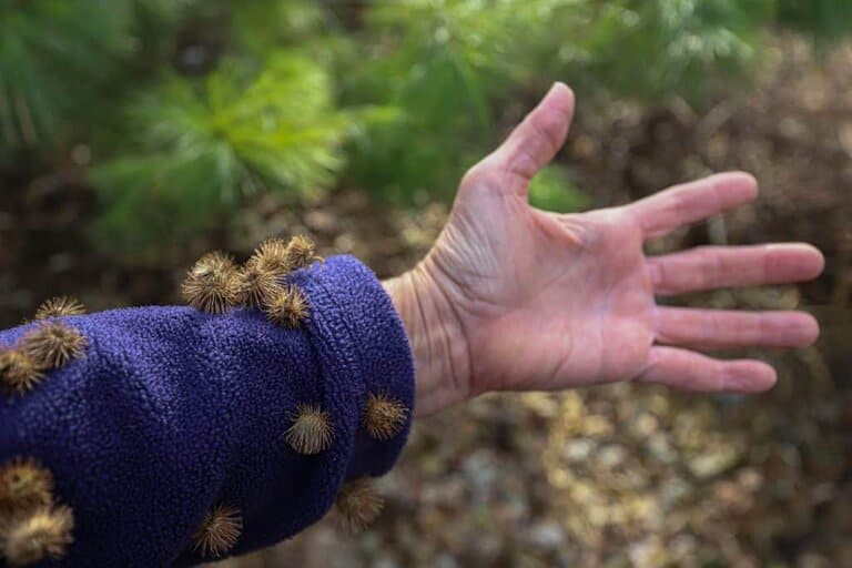 how to get burrs out of clothes