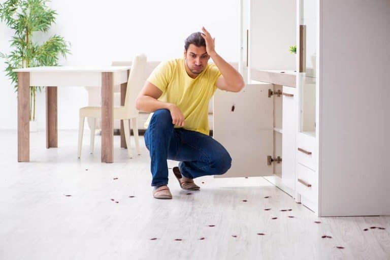 how to get rid of palmetto roaches