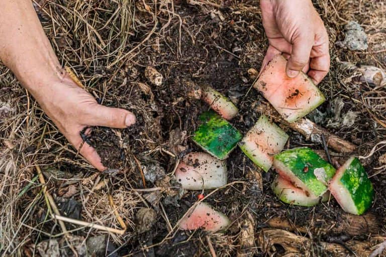 watermelon in compost heap