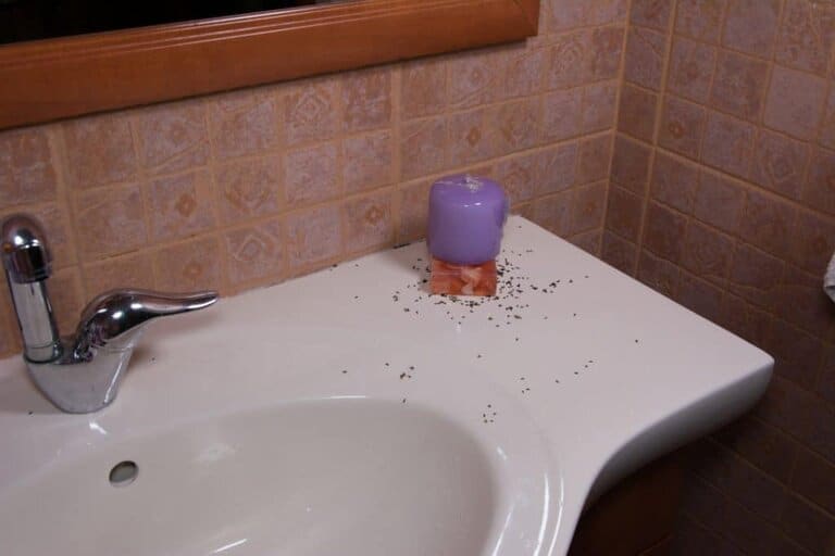 why are ants coming out of my bathroom sink