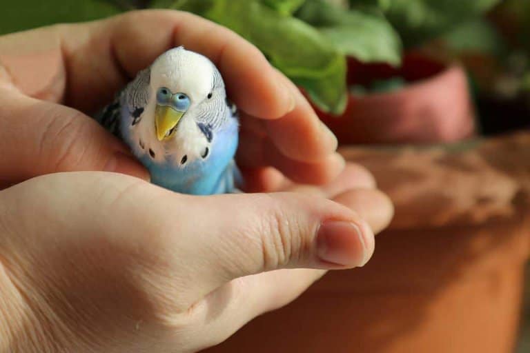 man holding budgie