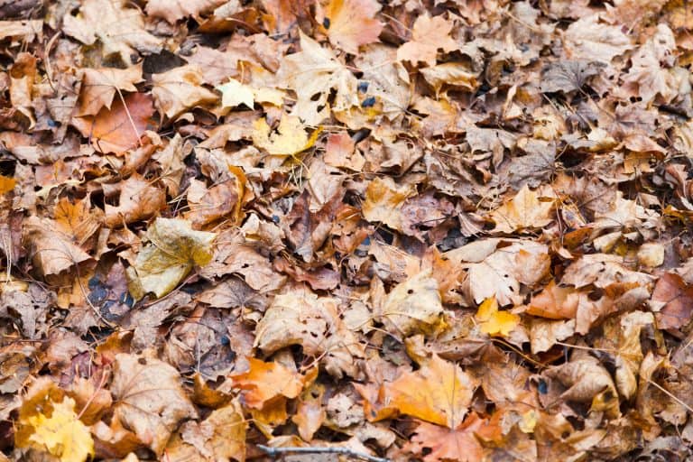 Autumn leaf litter covering the ground, ideal for mulch or removal in lawn maintenance.