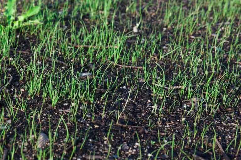 Close-up of growing grass