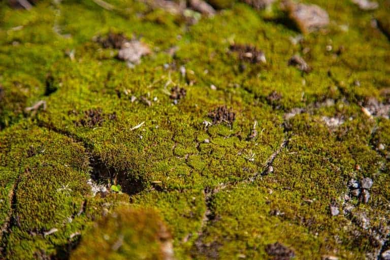 Moss