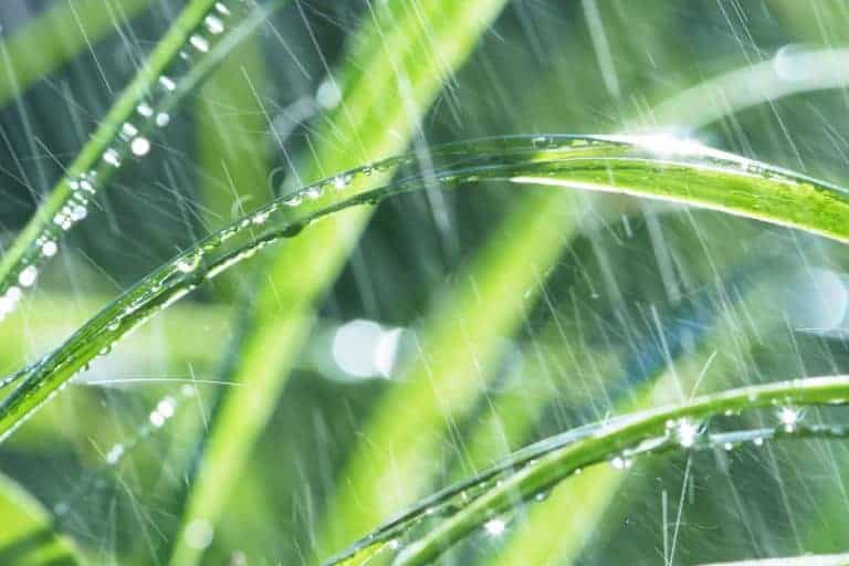 Rain on grass