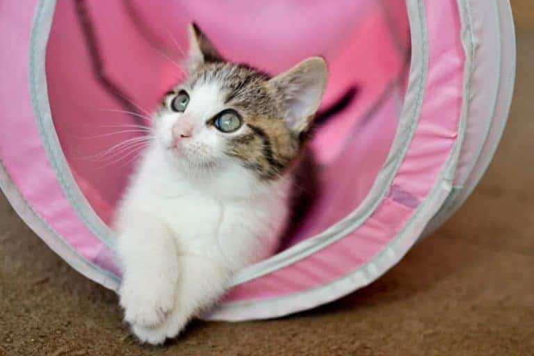 tabby and white kitten in pink tunnel