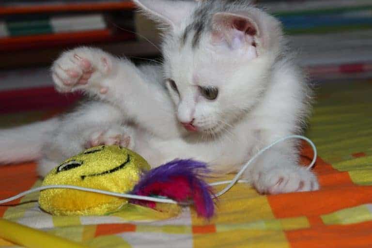 New Kitten Playing with Toys